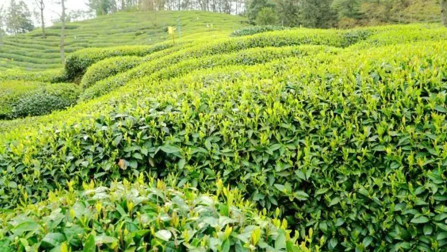 kaiyun官方网app下载app 帝芙特说茶：茶园可以不使用农药和化肥吗？