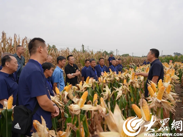 招远农民丰收节_登海玉米种哪个产量高_山东招远农业高质量发展