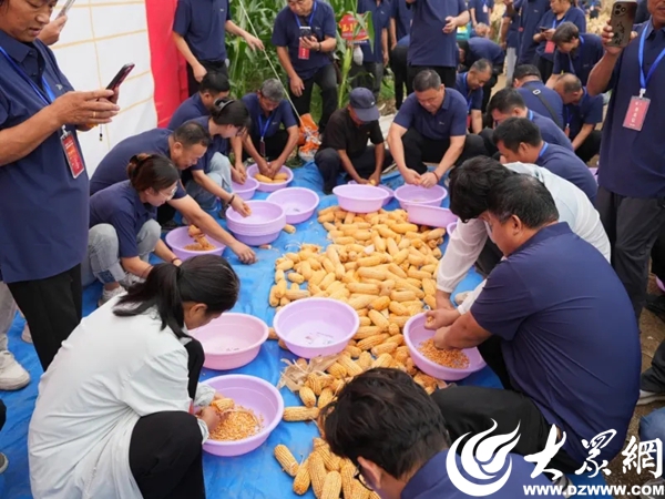 山东招远农业高质量发展_登海玉米种哪个产量高_招远农民丰收节