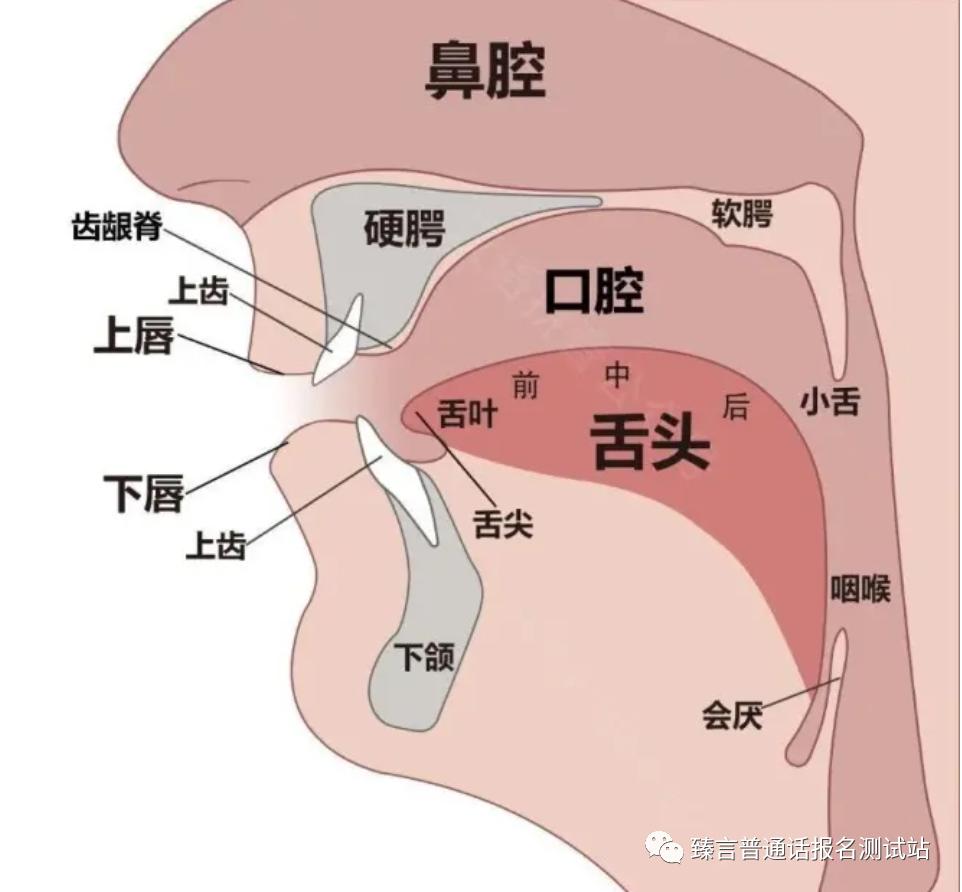 翘舌音发音技巧_平舌音和翘舌音练习_平舌音发音方法