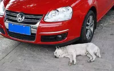 当碰瓷党碰到女司机_碰瓷党 预防碰瓷 碰瓷儿处理