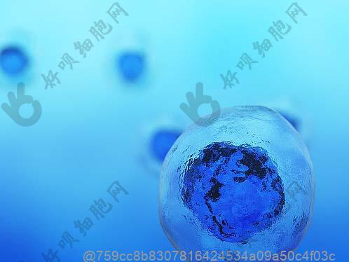 干细胞治疗产品研发公司_中国干细胞企业排名_博雅干细胞科技有限公司